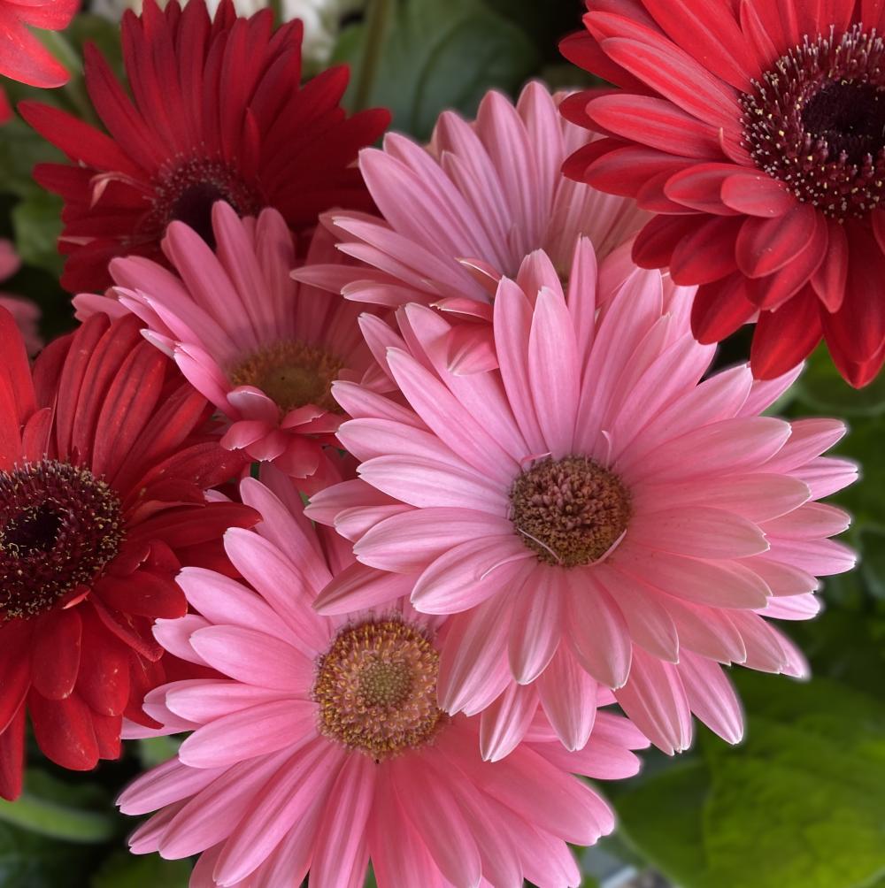 Flowers.jpg