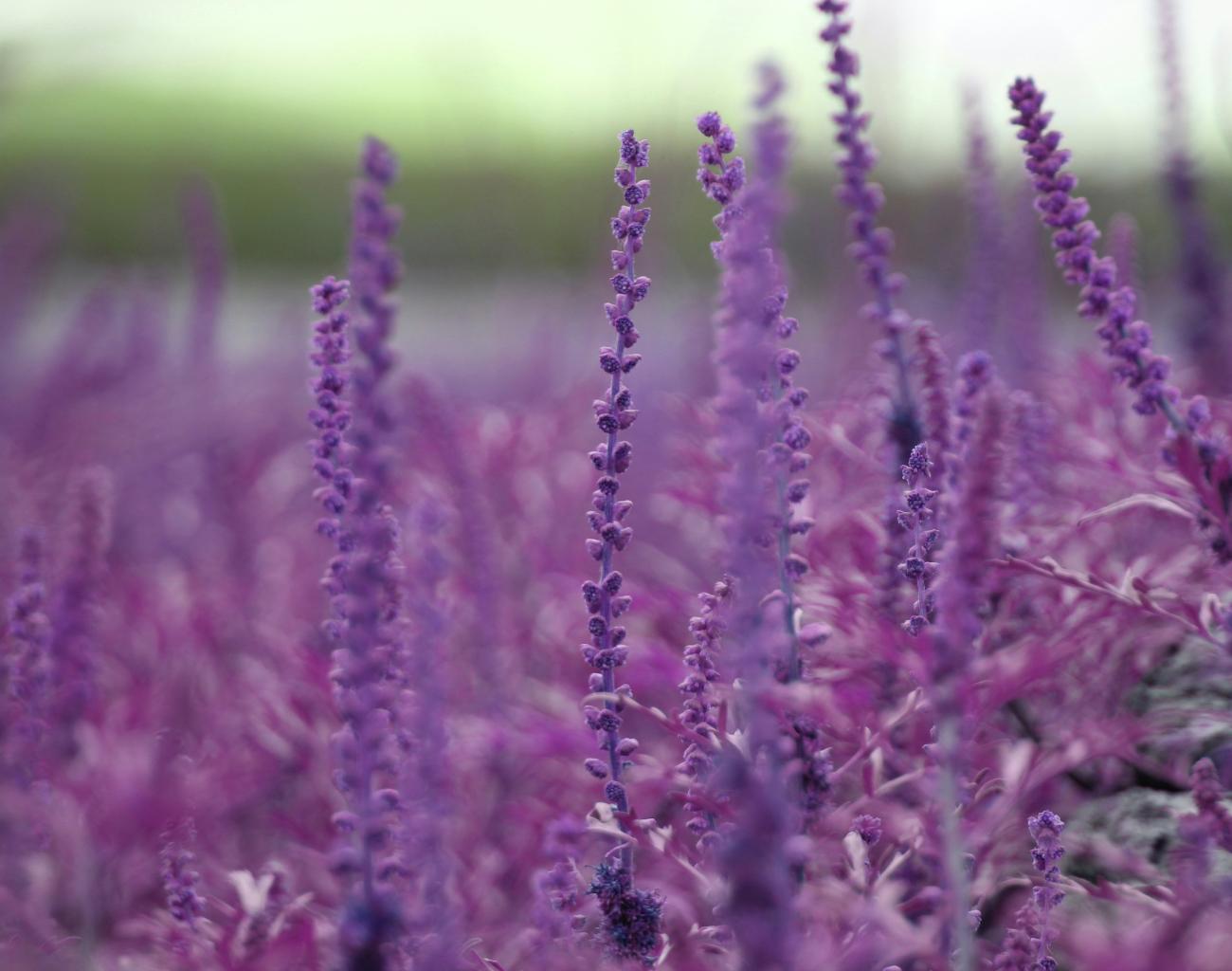 lavender-1.jpg