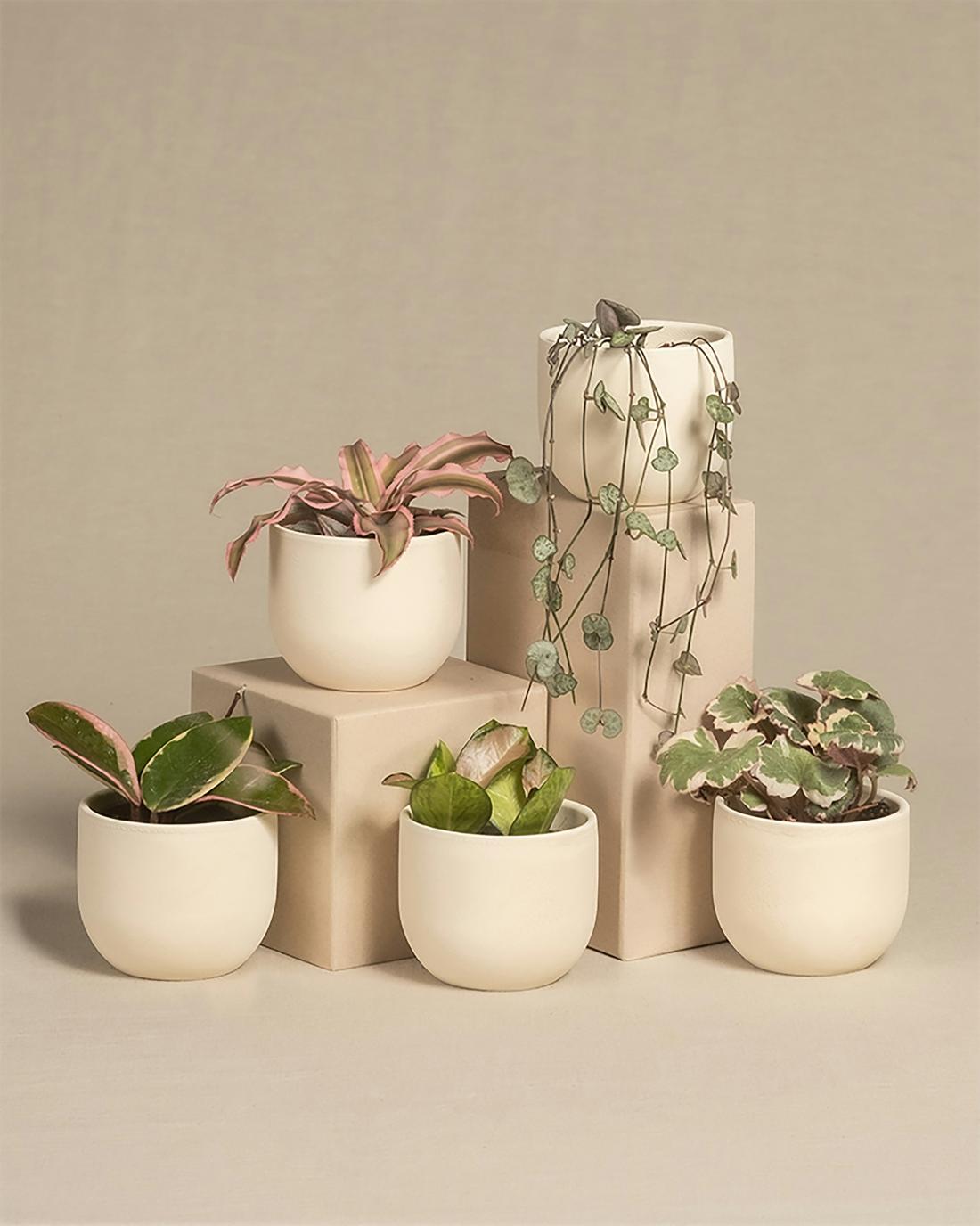 plants.jpg